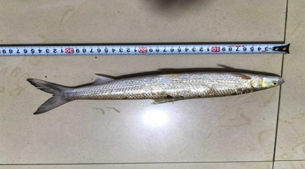 邦尼配资 时隔20年！“长江最神秘的生物”极危物种鳤鱼重现赣江